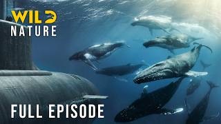 The Strait of Hormuz: A Survival War in the Killing Zone (Full Episode) | Nature animal documentary