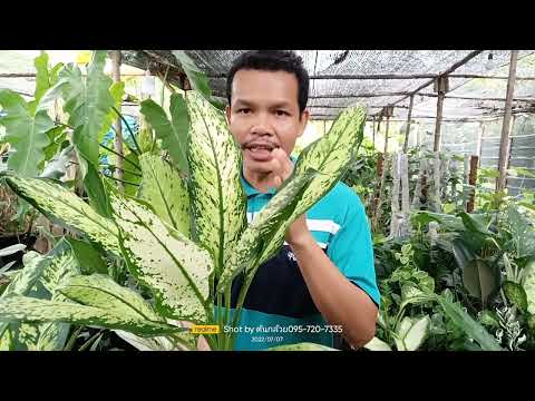 ต้นนกยูงทอง Dieffenbachia Seguine superba