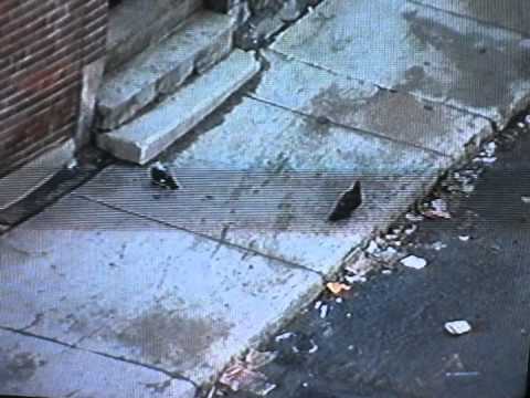 MAC DEMARCO - ME & MINE