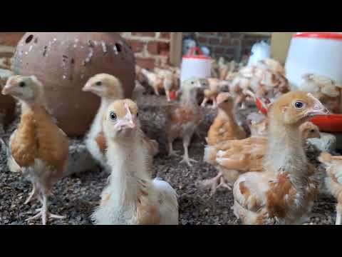 The growth rate of gallus gallus layer chicks in 1 month period || Layers chicks #poultry