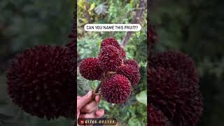 #fruit #fruit #fruitprocessing #fruit #fruitprocessing #satisfying #fruitcrops #fruitcutting #banana