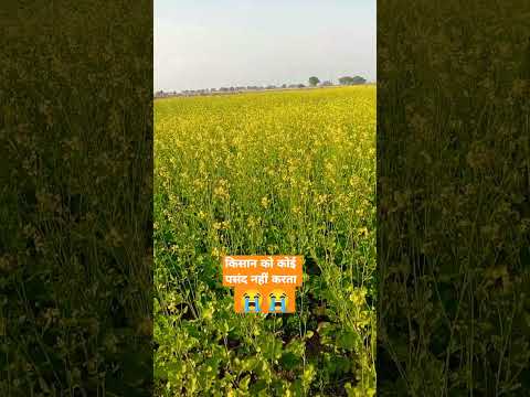 किसान की हरी भरी ज़ि्दगी ❤️😘❤️🙏🏿🇮🇳🇮🇳🇮🇳🇮🇳 #trending #short #gadar2  #sunnydeol #kishan #army