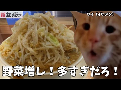 【二郎系】高加水でつるつるの麺に大盛りのアブラヤサイは合うよねって話【麺屋本日も晴天です】#猫ミーム #猫マニ