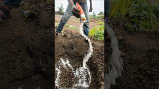 Coconut Tree Plantation Process #shorts