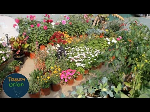 Winter Season Flower Garden/Winter Season In My Terrace Garden/Winter Garden Season 1 - Trendy Orion