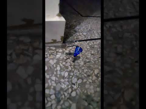 Beautiful Blue Morpho Butterfly in Karachi Pakistan