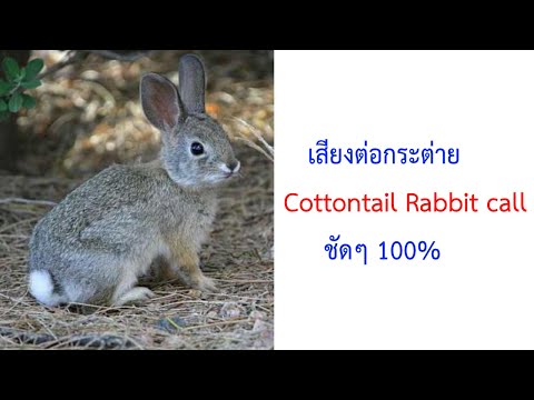 เสียงต่อกระต่ายเข้าดี (กระต่ายหางฝ้าย) Cottontail Rabbit call 2021