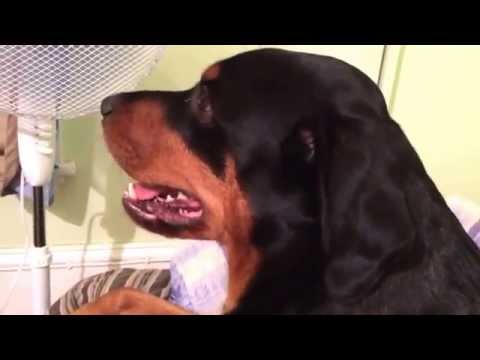 Rottweiler rex enjoying the fan!