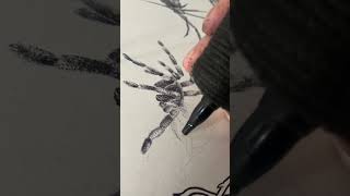 Lots of dots 🕷️ New flash sheet 🖼️#pointilism #dotwork #tattoo #art #tarantula #fyp #tattooflash
