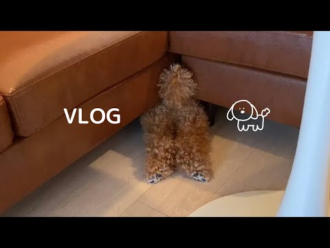 おしりが可愛くて何度みちゃう動画🐶トイプードルの日常VLOG