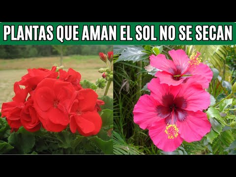 10 Plantas Resistentes al Sol que No Necesitan Mucho Cuidado | Jardinería Fácil y Hermosa 🌿☀️