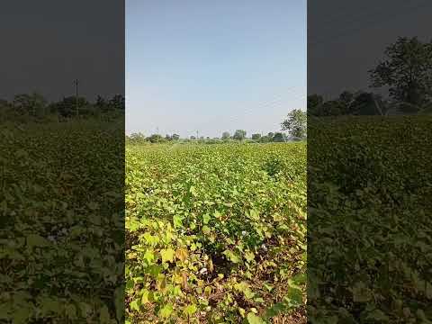 वावर हाय त पावर हाय 🔥🔥