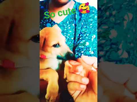 #chinu&Roxy #dog #cutebaby #doglover #puppy #pets #chinu #youtubeshorts