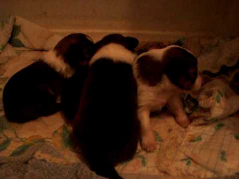 pups October  04, 2009 017