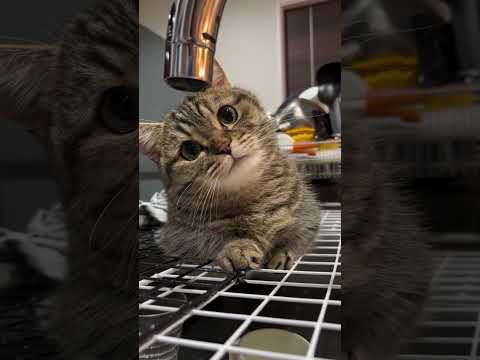 Can I get some water? #penguin #fluffy #cute #adorably#cat
