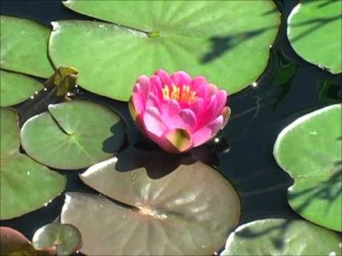Lilly Opening