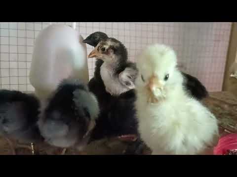 chicks ayam senami polish youkuhama baby chicks new born