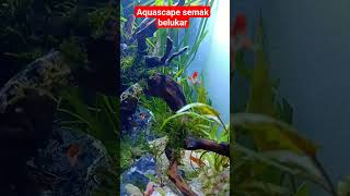 aquascape semak belukar#feedshorts #aquascape #shortsviral