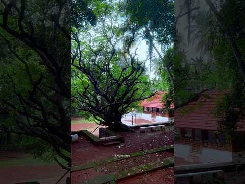 പേടിയാട്ടമ്മ🙏 #music #malayalam #kadalundi #keralatraditional