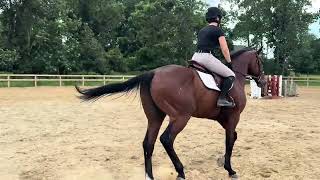 Backstretch King - Adoptable Thoroughbred from our NY facility
