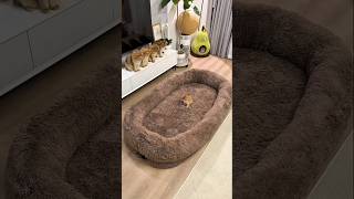 Tiny Kitten Claims Giant Bed First 🐾