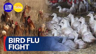 Health authorities preparing to halt bird flu spread after cases reach mainland | 9 News Australia
