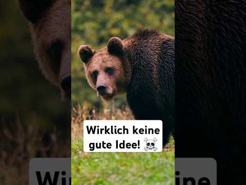 #Bär in #Rumänien - Lebensgefahr oder Kuscheltier