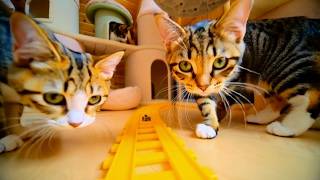 Tiny Cat Coaster POV Ride Through a World of Kittens
