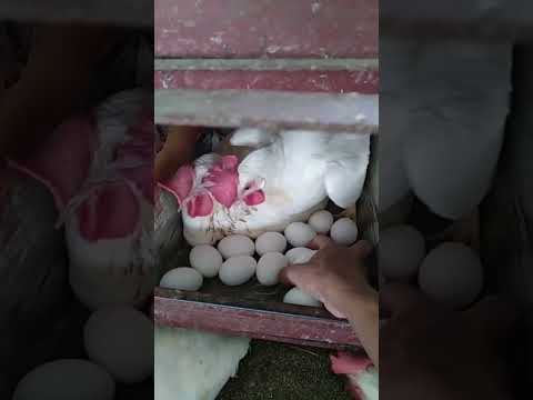 The Daily Routine of Egg Harvesting from White Leghorn Chickens #raisingchickens
