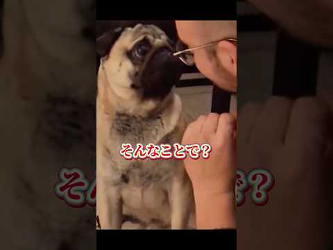 【人間ちゃうわ！】#pug #犬 #comedy #shorts