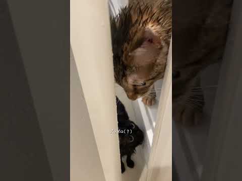 ずぶぬれ雨予報 #猫 #シャンプー #shorts