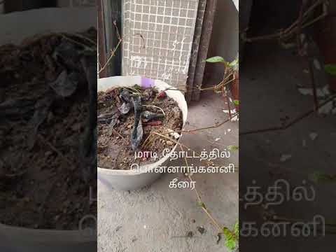 மாடி தோட்டத்தில் பொன்னாகன்னி கீரை | ponnakanni in Roof garden #shorts