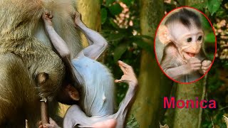 Monica Make a Fun. Lovely baby monkey