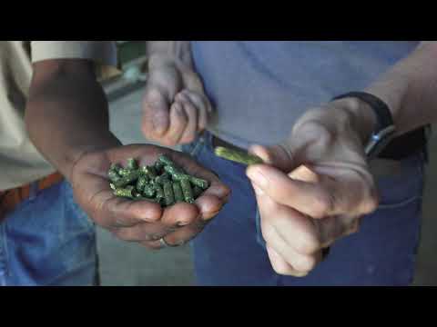 How Pelleting eliminates Feed Wastage