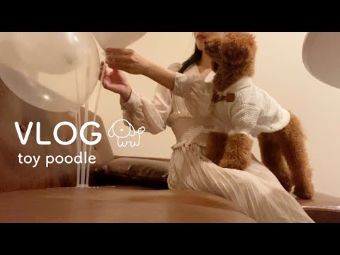 [クリスマスイブvlog]話しかけると首を傾げるようになったトイプードルの日常 | 日常vlog | 日常ルーティン|