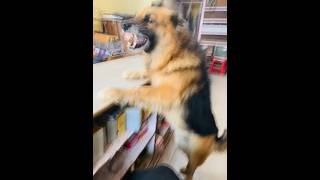 #german shepherd#viral #dog #cutedog #puppy #shorts