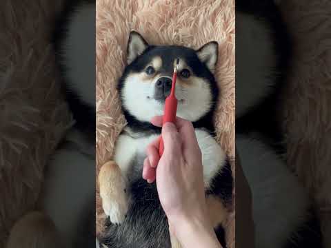 Take good care of your ears too. 耳も大切にしてください#かわいい #littlemanyu #dogsofinstagram #Shiba Inu #asmr