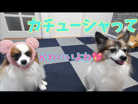 可愛いアイテム見つけたよ【多頭飼い】