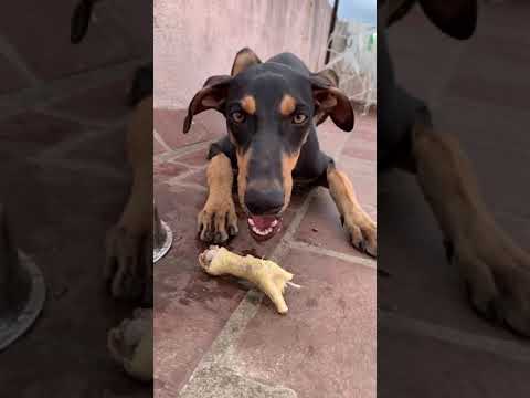 Dog eating chicken feet