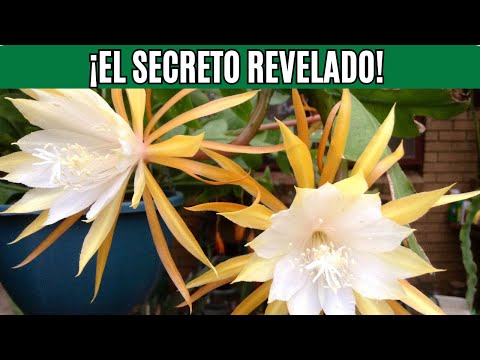 How to Make a Zigzag Cactus Bloom! 🌺 Foolproof Step-by-Step Method!