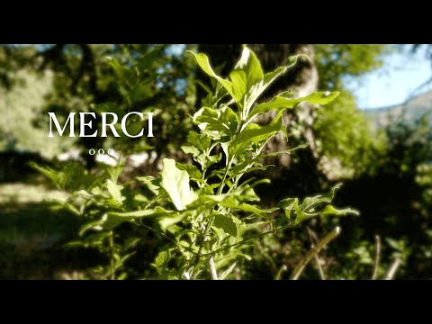 Merci - Guérison Gratitude