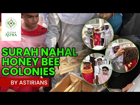 Surah Nahal Understanding Honey Bees Colonies | Arid University Rawalpindi | RUDN Astra