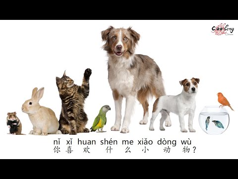 【宠物歌】Song - What pet do you like？| 你喜欢什么小动物？| Chinese pet song with Pinyin 中文+拼音