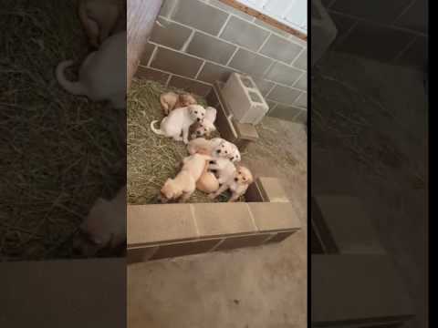 Bo and Dori Pups