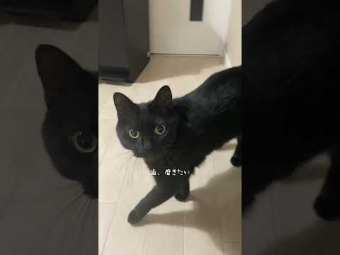 🪥の後は遊べる決まり #猫 #ネコズ #黒猫