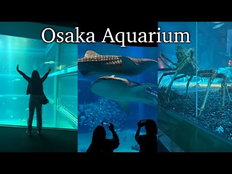 I went all the way to Osaka for a WHALE SHARK *food and more* | Japan Diaries Ep. 8