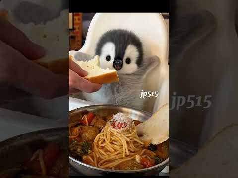 Very cute baby pinguin 🐧🐧 #cute #funny #pinguine #baby