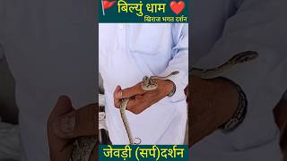 बिल्यूं धाम🚩खिराज भगत 🙏का सर्प रूप में दर्शन❤️#shorts  #trending