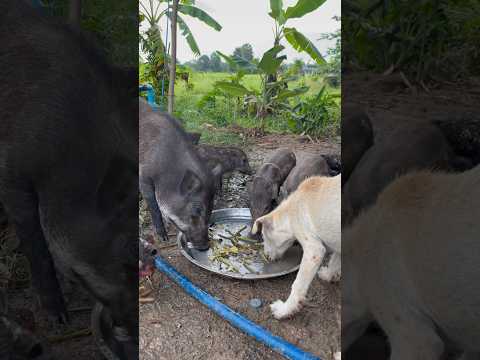 Family Pets ❤️#shorts #Animal #Virus