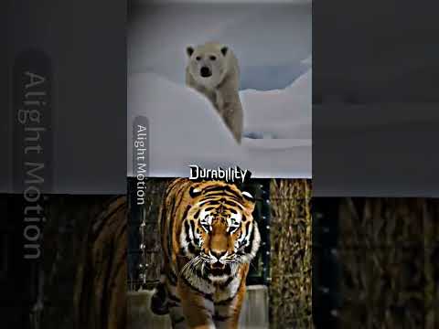 lol#siberiantiger#vs#polarbear